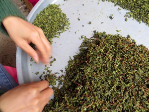 Sorting and removing the stems from tea leaves