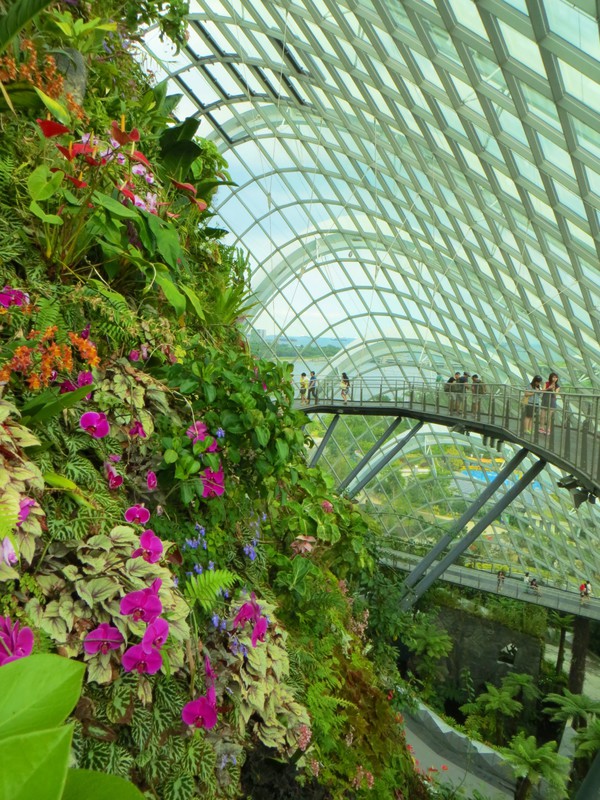 The interior of the Cloud Forest conservatory.