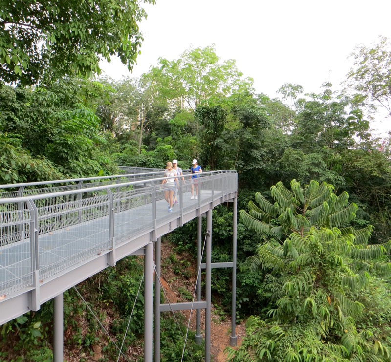 The Canopy walkway on the Southen Ridges trail