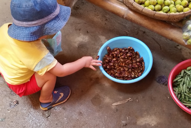 A toddler having fun flicking the live beetles back into the basket as they tried to escape...