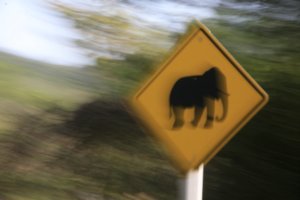 Elefants crossing here???