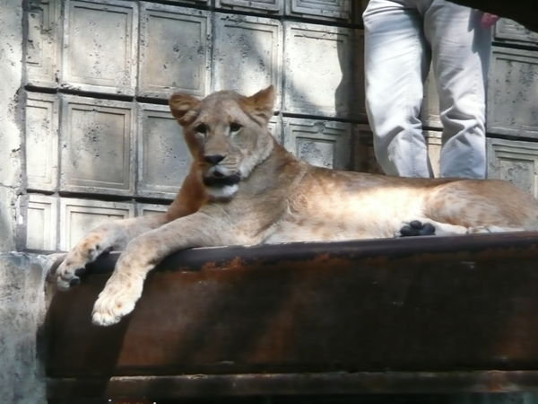 MGM Lion Habitat 