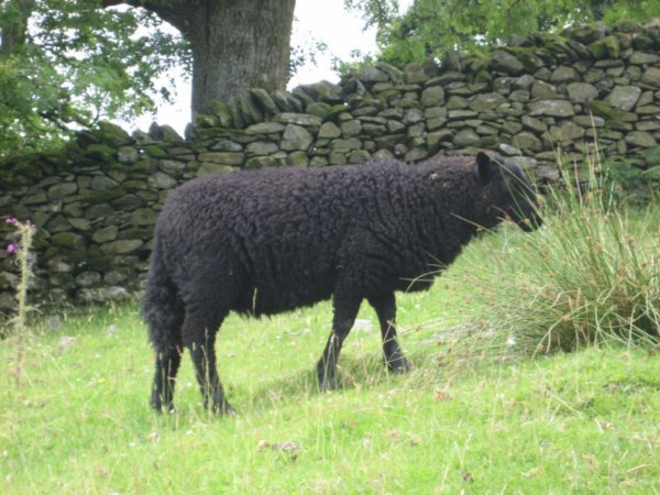 Large black sheep, Lake District