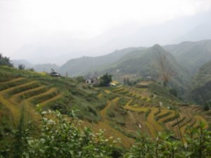 Rice terraces near Sapa