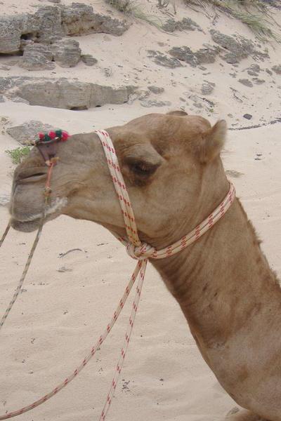 Meet our Camel!