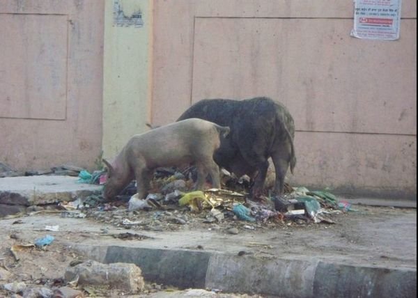 "The Porks" eating the trash