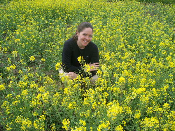 Mustard fields