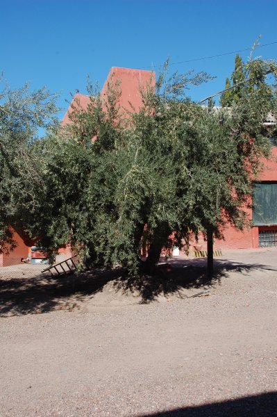Olive oile tree