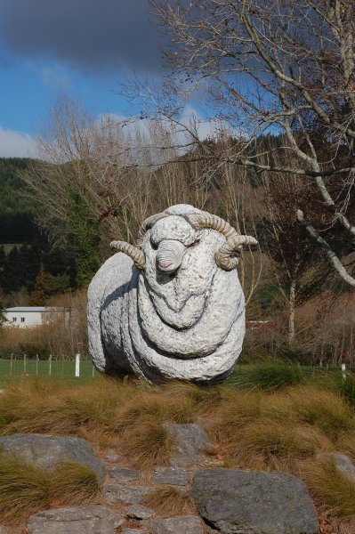 Large NZ species of sheep