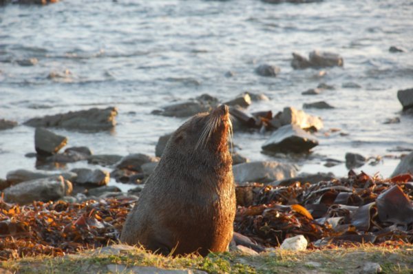 Sun rise at the Seal colony