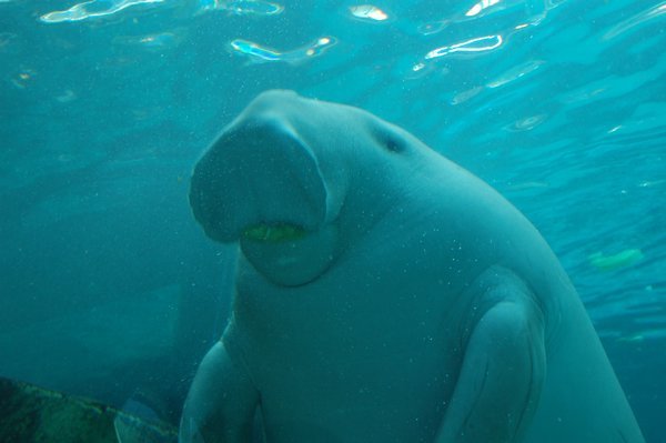 Sydney Aquarium