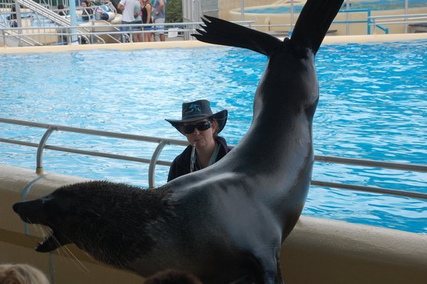 Seal (showing off)