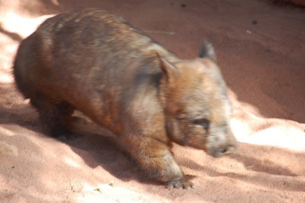 Wild Life World - Wombat