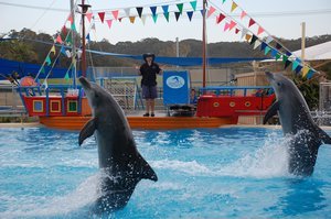 Dolphin  Show