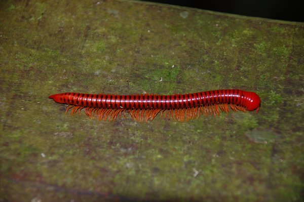 Long red centipide