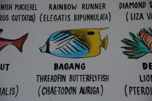 Thread fin Butterflyfish