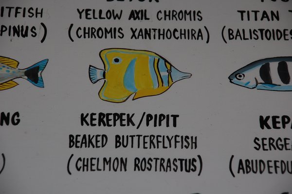Beaked Butterfly Fish