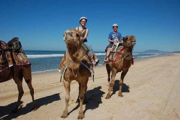 Camels in Australia