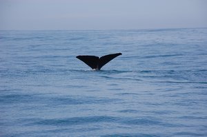 Sperm Whales - NZ