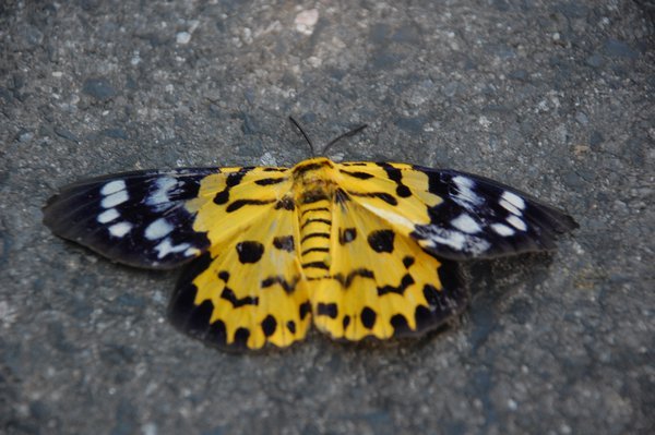 Colourful but dead Butterfly