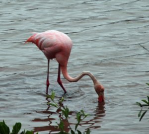 Flamingos (5)
