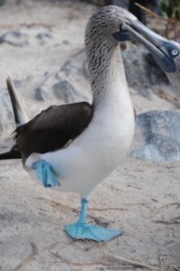 Blue Footed Boobies (69)
