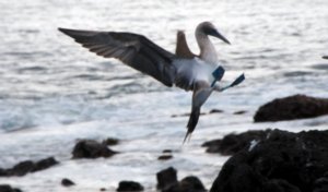 Blue Footed Boobies (27)