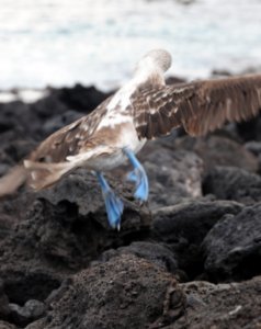 Blue Footed Boobies (26)