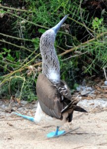 Blue Footed Boobies (33)