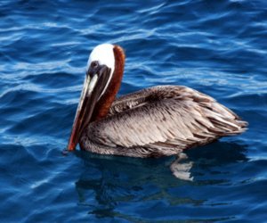 Pelicans (6)