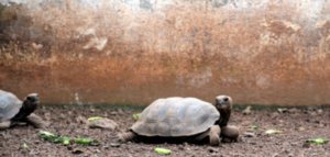 baby tortoise (4)