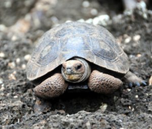 baby tortoise