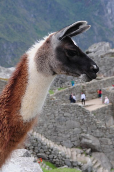 Machu Picchu (23)
