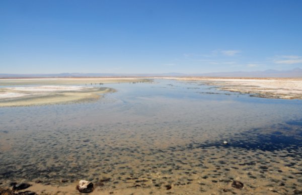 Atacama Salt Flats (116)