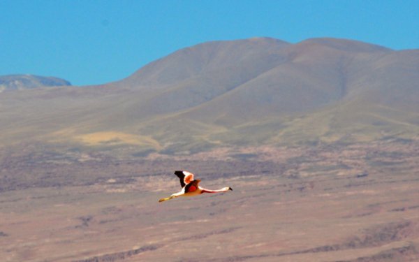 Atacama Salt Flats (148)