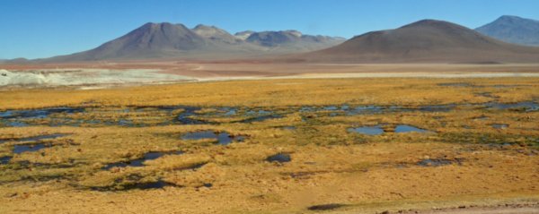 Atacama Salt Flats (225)