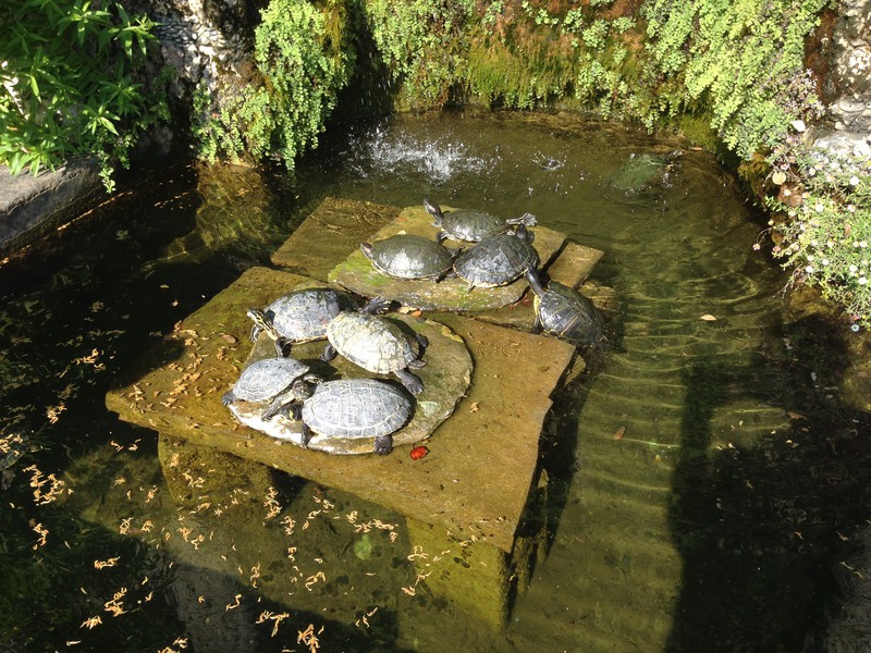 sunning turtles