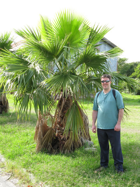 Paul and the Palm