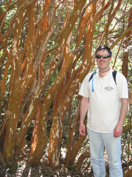 Paul and the Arrayán Trees