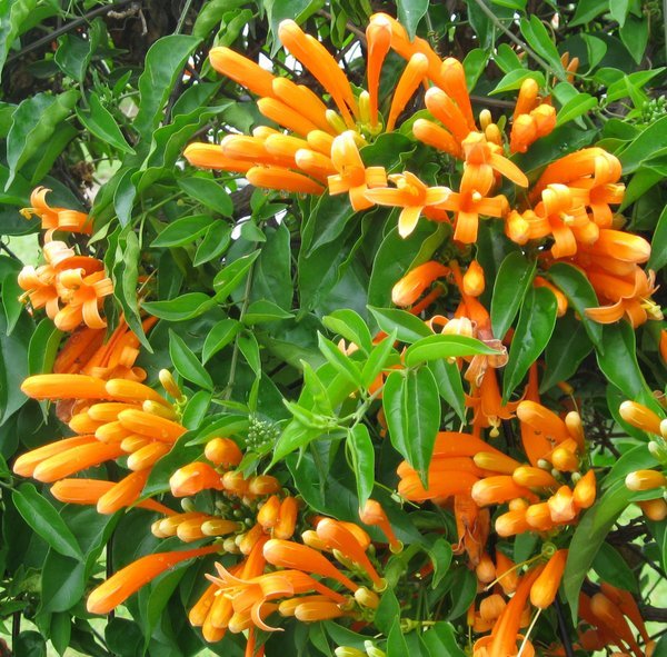 My Fave Orange Flowers