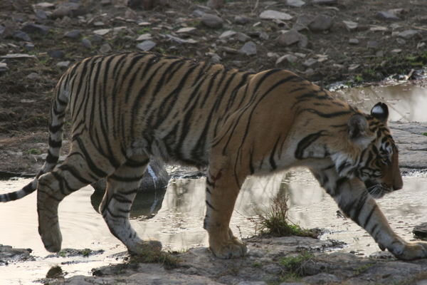 2 Year Old Wild Female Tiger