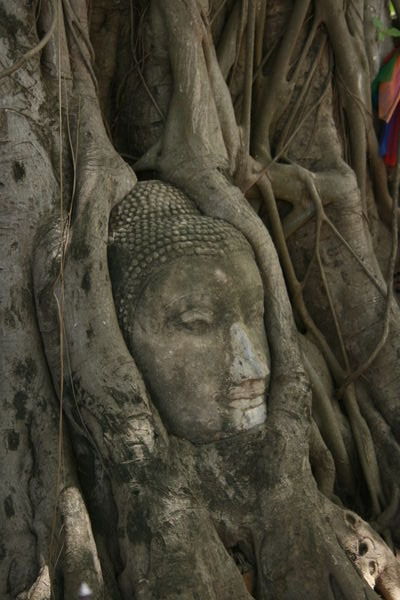 Buddha Image Within Tree Roots