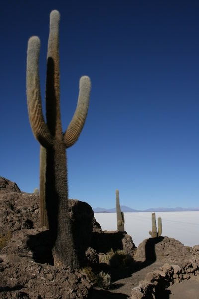 A Very Tall Cactus!