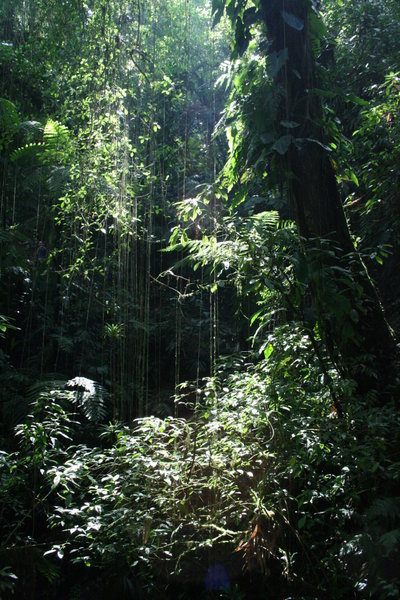 The Colombian Jungle