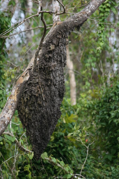 A Wasp Nest