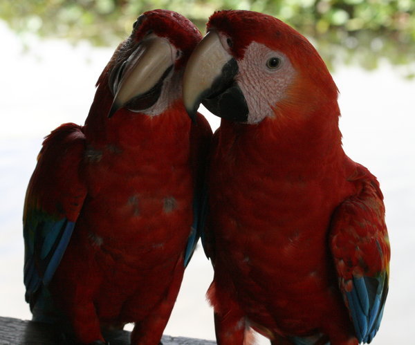 Wild Amazon Parrots