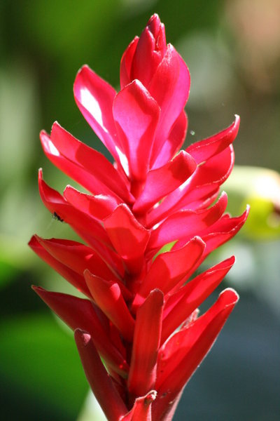 Amazon Flower