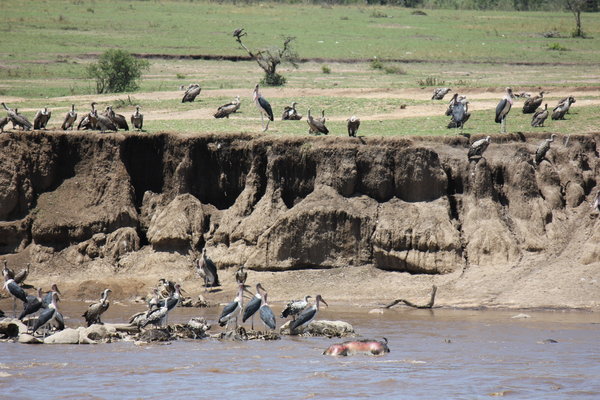 The Mara River 
