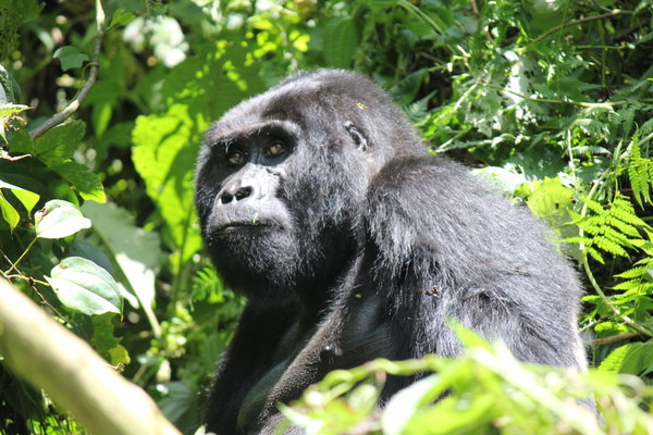 Grumpy Silverback Gorilla