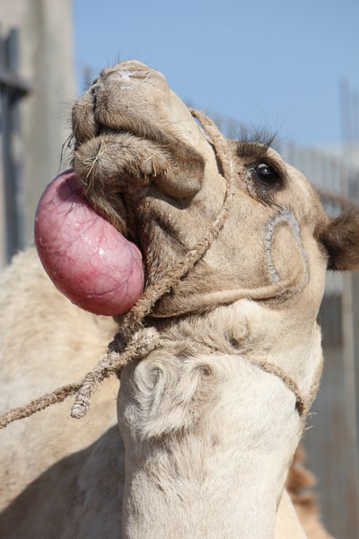 Camel & Tongue